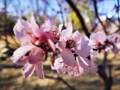 -莲花池公园