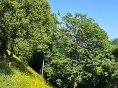 -西湖风景区-江洋畈生态公园