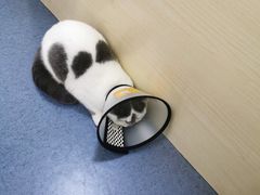 -瑞鹏宠物医院·爱宠堂(环西分院)