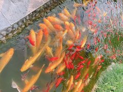 -成飞公园