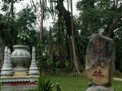 -瑞丽独树成林风景区