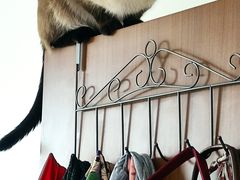 -纳吉亚猫专科动物诊疗中心(蒋宅口分院)