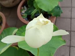 -洛阳市隋唐城遗址植物园