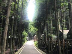 -武陵山森林公园