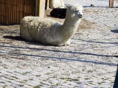 -泗洪洪泽湖湿地景区
