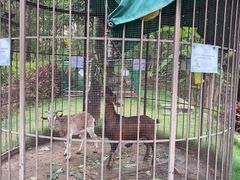 -西双版纳融创皇冠假日度假酒店