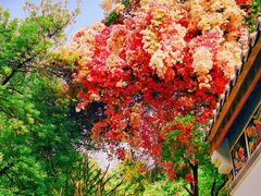 -深圳国际园林花卉博览园