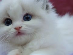 -屋虎猫馆(宝安大仟里店)