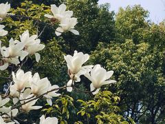 -上海佘山国家森林公园天马山园