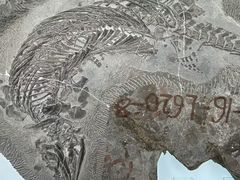 -安徽省地质博物馆