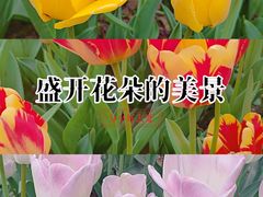 -石家庄市植物园