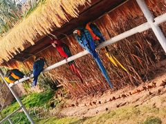 -西霞口神雕山野生动物世界