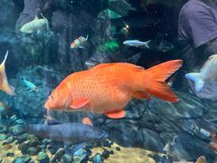 -上海海洋水族馆