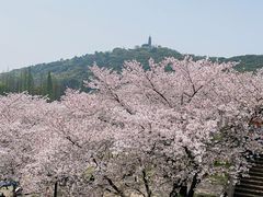 -苏州上方山国家森林公园