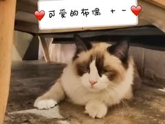 -喵屿·大理花园猫咖