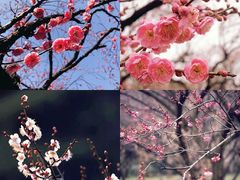 -梅花山(明孝陵内)