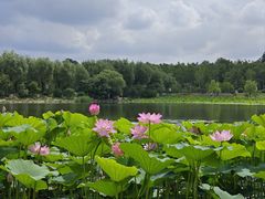 -长春市南湖公园