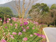 -深圳仙湖植物园