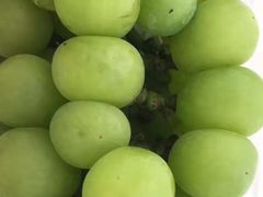 -马陆小张葡萄园农家乐