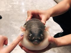 -肆月河豚·新淮扬(金融街店)