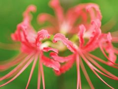 -白塘生态植物园