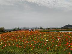 -径山花海