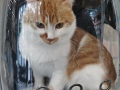 -小伙伴宠物医院•急重症转诊中心·老年专科·犬猫全科(北大街总院)