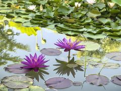 -国家植物园南园