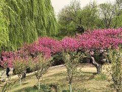 -元大都城垣遗址公园