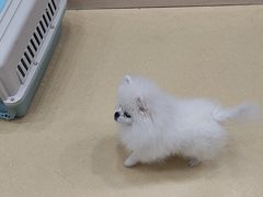 -芭比堂动物医院·犬猫全科·异宠专科(雁塔分院)