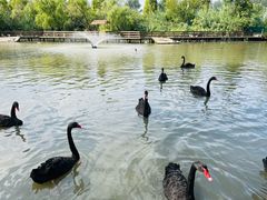 -溱湖国家湿地公园