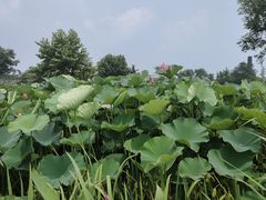 -鉴湖国家城市湿地公园