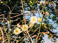 -青枫公园