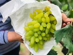 -马陆小张葡萄园农家乐