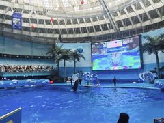 -海合安成都极地海洋公园
