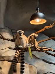 -Zoolung Zoolung动物主题公园(海信广场店)