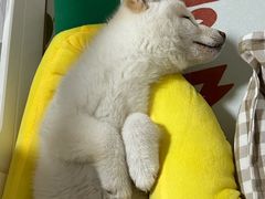 -宠福鑫康馨动物医院·骨科·眼科