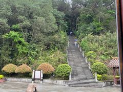 -铁山坪森林公园