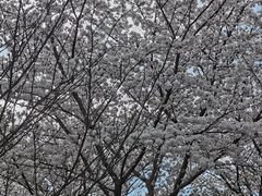 -高东镇樱花园