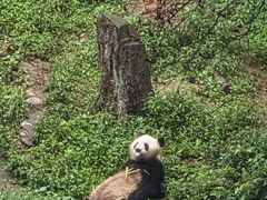 -中国大熊猫保护研究中心雅安碧峰峡基地