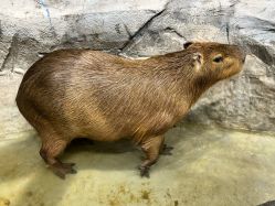 -Zoolung Zoolung动物主题公园(海信广场店)