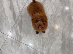 -芭比堂动物医院·24小时·眼科中心(深圳中心)