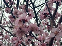 -桃花堤公园