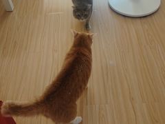 -瑞鹏宠物医院·骨科·猫科·内科(第一中心)