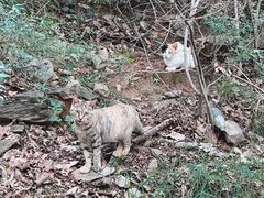 -北京西山国家森林公园