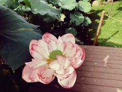 -陈家山荷花公园