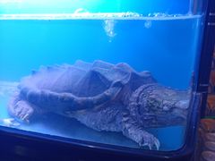 -东家小院金汤酸菜鱼(南阳路店)