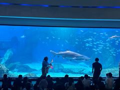 -海合安成都极地海洋公园
