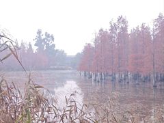 -白鹭湾湿地公园