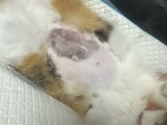 -宠颐生动物医院·心脏科·保险定点(锦阳分院)